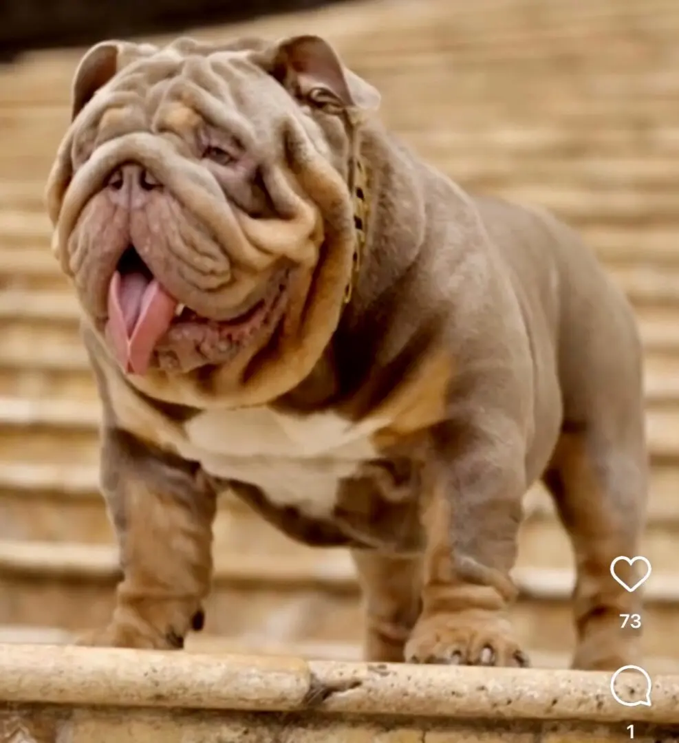 A dog standing on some steps with its tongue hanging out.