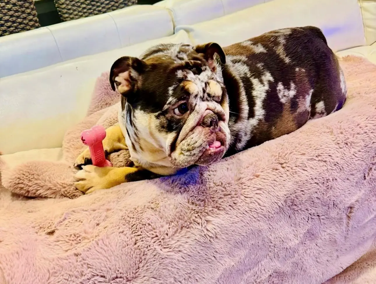 A dog laying on top of a bed with its head down.