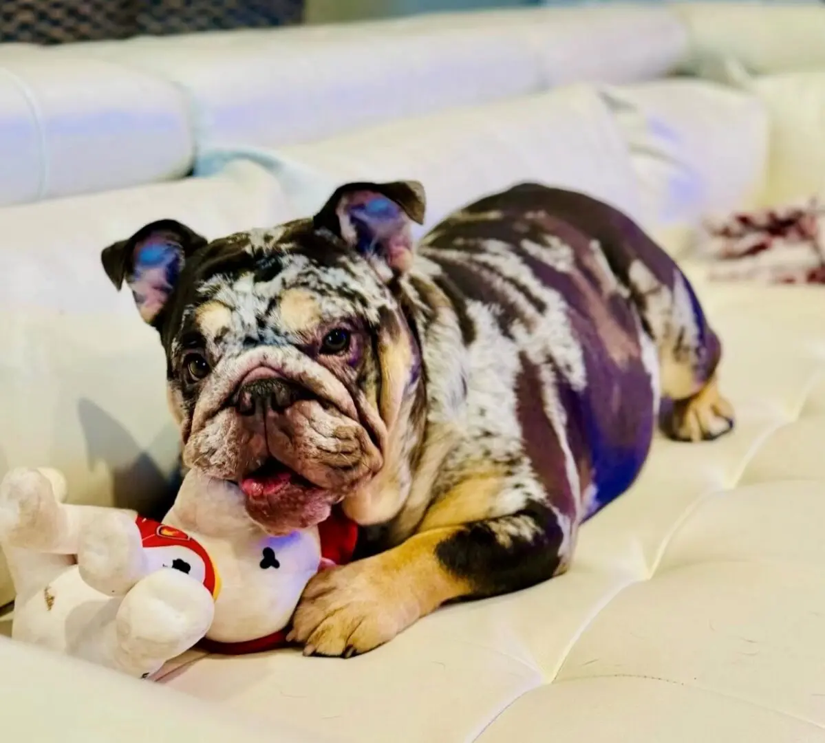 A dog laying on the ground with its head on a stuffed animal.