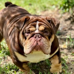 A brown and white dog standing in the grass.