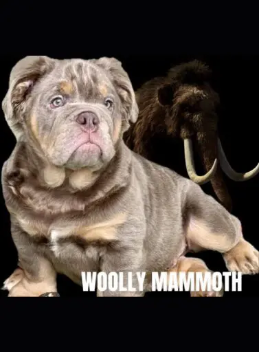 A dog with woolly mammoth on its back.