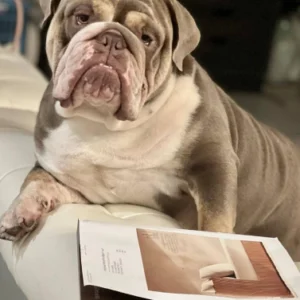A dog sitting on top of a couch next to a book.