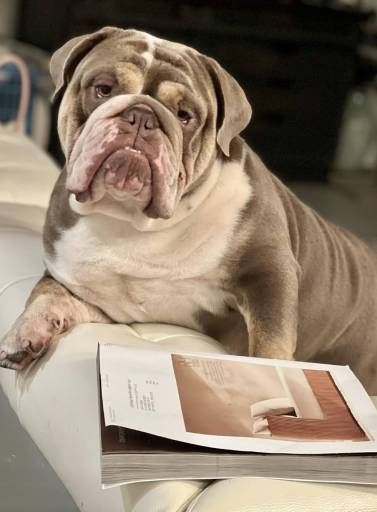 A dog sitting on top of a couch next to a book.