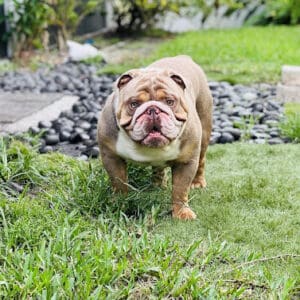 A brown and white dog standing on top of grass.
