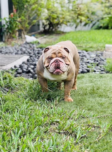 A brown and white dog standing on top of grass.