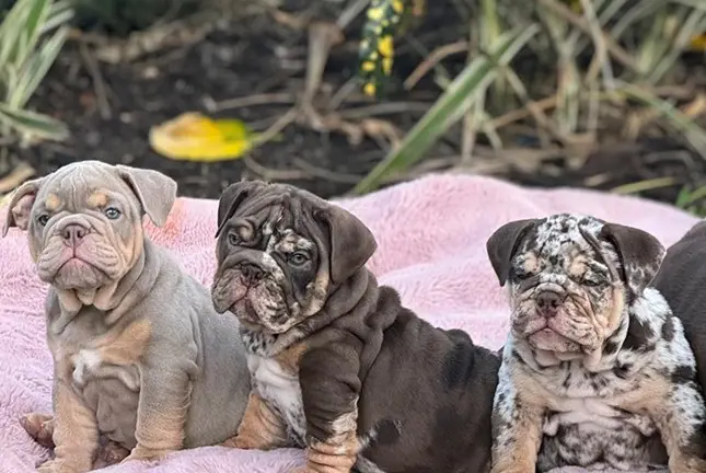 Three puppies sitting on a blanket in front of trees.