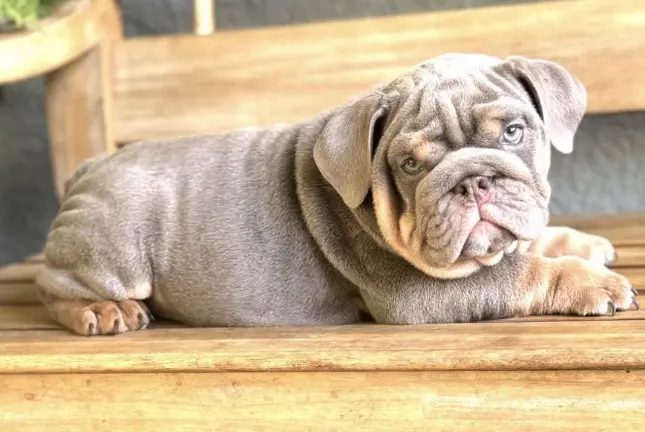 A dog that is laying down on the steps.