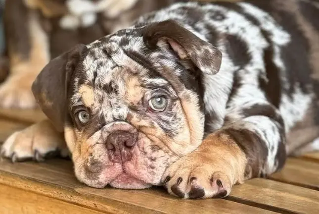 A close up of a dog laying on its back