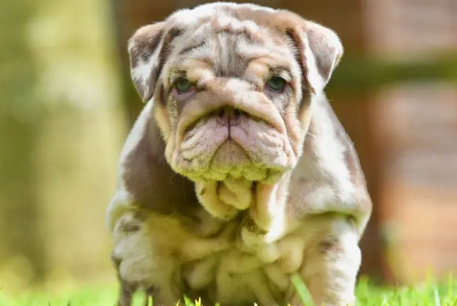 A close up of a dog in the grass