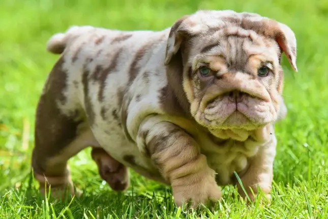 A small dog is walking in the grass.