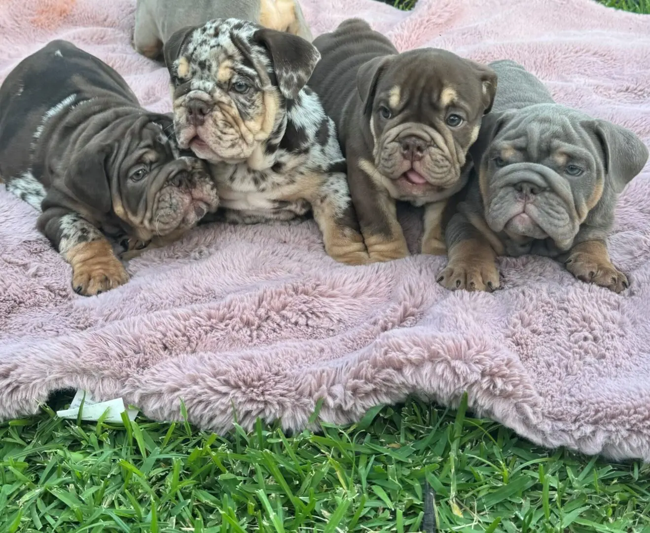 A group of puppies laying on top of a blanket.