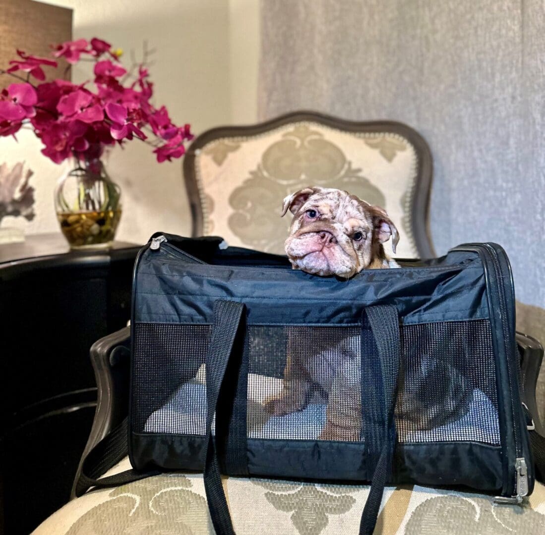 A dog sitting in front of a bag on the chair.