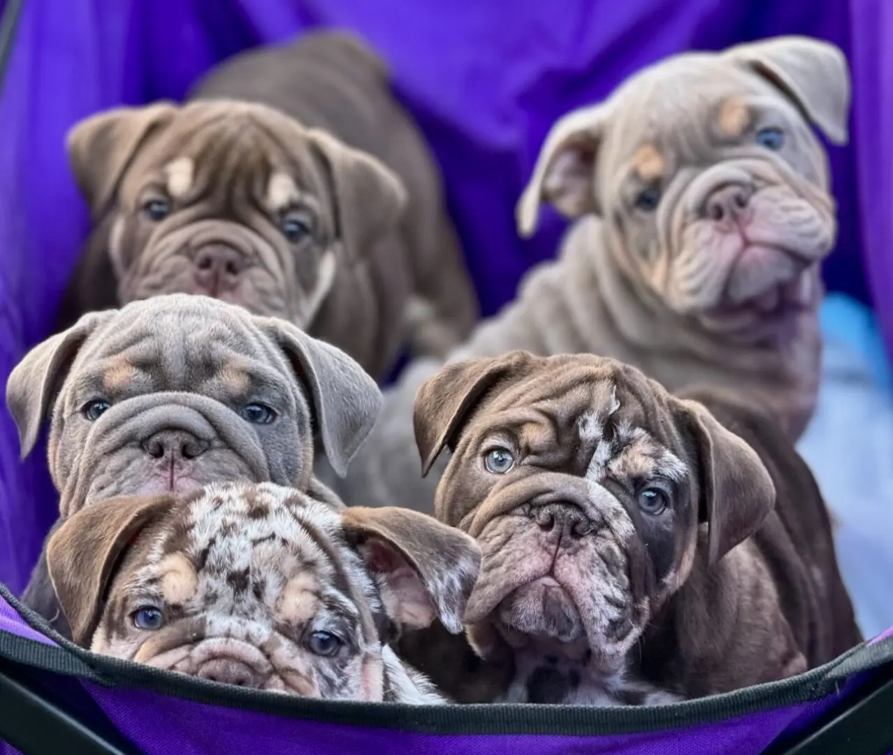 A group of puppies sitting in a basket.