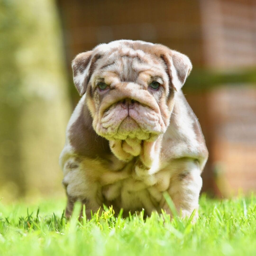 A small dog is sitting in the grass.