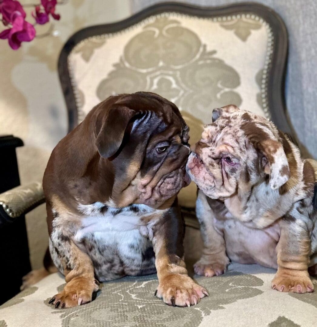 Two dogs sitting on a chair with one puppy kissing the other.