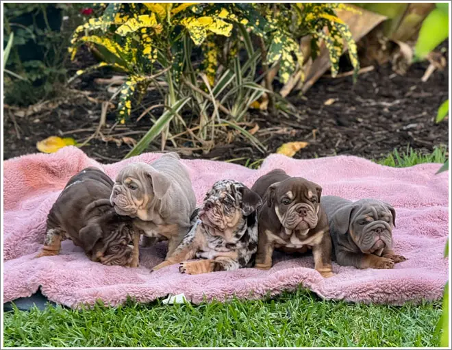 A group of puppies laying on top of a blanket.