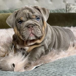 Wrinkled blue-tan bulldog puppy lying on bed