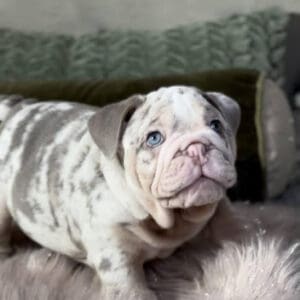 Merle English bulldog puppy with blue eyes