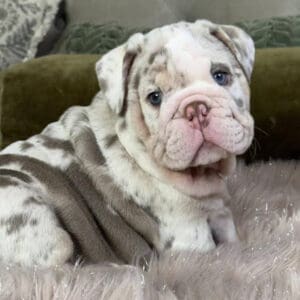 Blue-eyed merle bulldog puppy on fuzzy blanket
