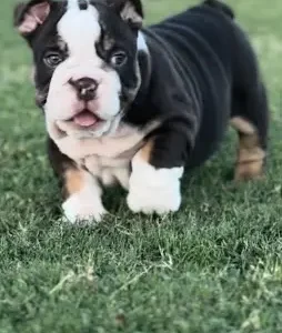 Black and white bulldog puppy on grass