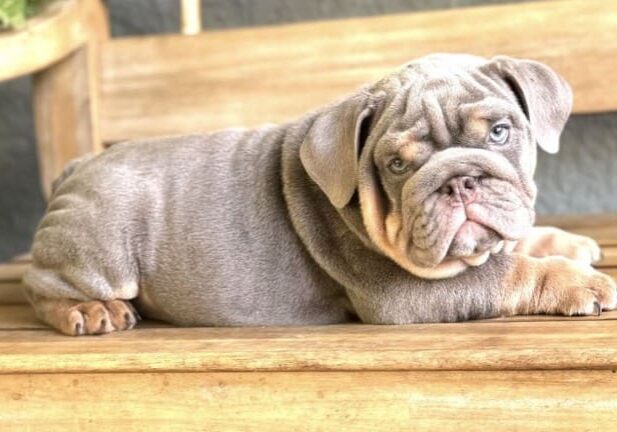 A dog that is laying down on the steps.