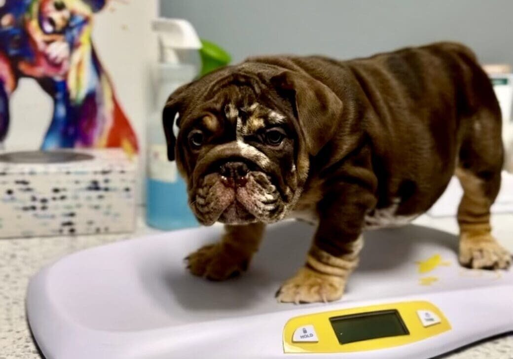 A small brown dog standing on top of a scale.