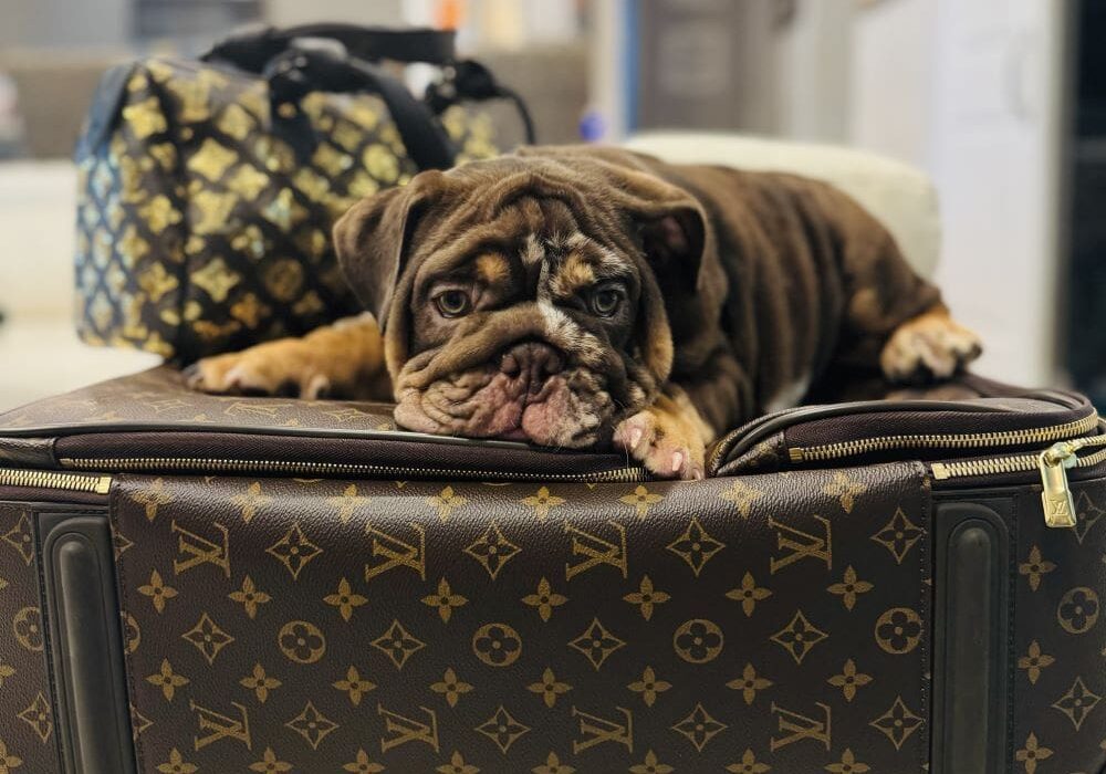 A brown and black dog laying on top of a couch.